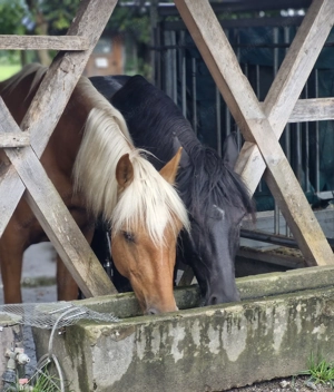 Paddock Trail  Schönblick  - Ein Platz mit Herz für dich und dein Pferd!