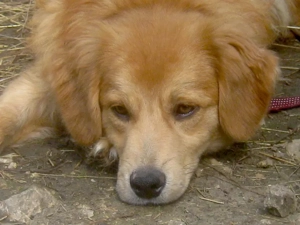 Rory möchte Teil IHRER Familie werden - NOTFALL Bild 3