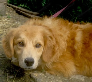 Rory möchte Teil IHRER Familie werden - NOTFALL Bild 4