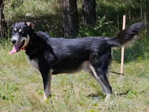 Rufus sucht SEINE Familie Bild 8