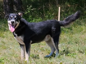 Rufus sucht SEINE Familie Bild 9