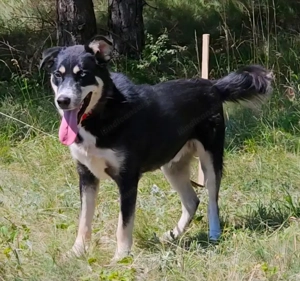 Rufus sucht SEINE Familie Bild 6