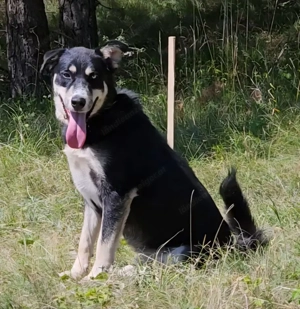 Rufus sucht SEINE Familie Bild 5