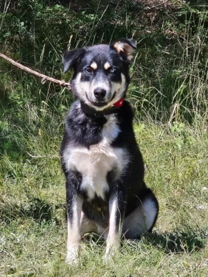 Rufus sucht SEINE Familie Bild 3