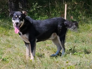 Rufus sucht SEINE Familie Bild 7