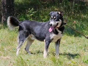 Rufus sucht SEINE Familie Bild 4