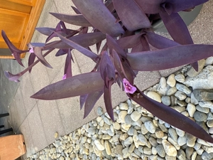 Exotische Zimmerpflanze  Bild 2