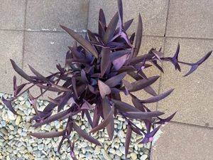 Exotische Zimmerpflanze  Bild 3