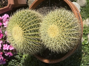 Schwiegermutterthron Bild 2