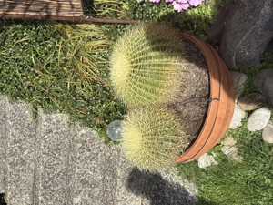 Schwiegermutterthron Bild 3