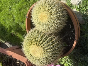 Schwiegermutterthron