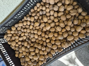 Walnüsse frisch von heute 