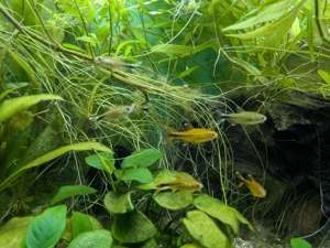 Kupfersammler abzugeben Bild 3