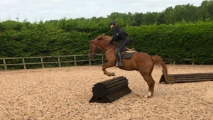 Reiter sucht Pferd nähe Salzburg Bild 2