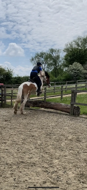 Reiter sucht Pferd nähe Salzburg Bild 5