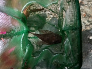 Antennen Welse (klein und groß)