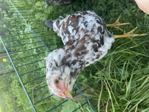 Zuhause gesucht  Bild 2