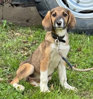 Boy und Belly suchen gemeinsames Zuhause Bild 9