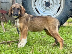 Boy und Belly suchen gemeinsames Zuhause Bild 4