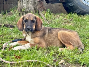 Boy und Belly suchen gemeinsames Zuhause Bild 5