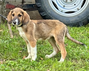 Boy und Belly suchen gemeinsames Zuhause Bild 7