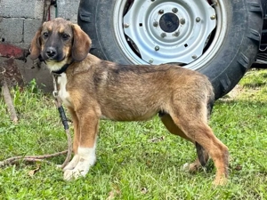 Boy und Belly suchen gemeinsames Zuhause Bild 3