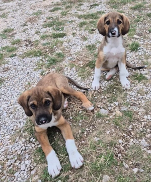 Boy und Belly suchen gemeinsames Zuhause Bild 10