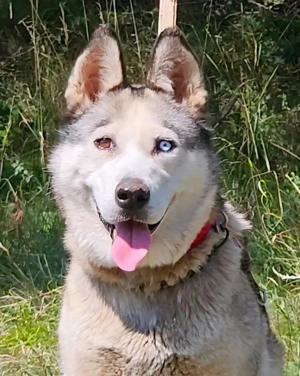 Asna sucht sportlich aktive Menschen Bild 5