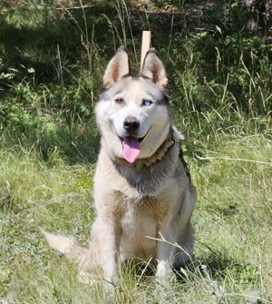 Asna sucht sportlich aktive Menschen Bild 3