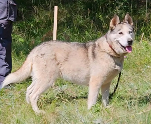 Asna sucht sportlich aktive Menschen Bild 4