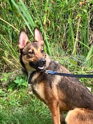 Rhonda - Notfall Österreich Bild 4