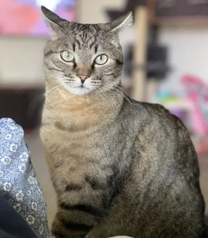 Kater Mickey wird in Dornbirn Vermisst