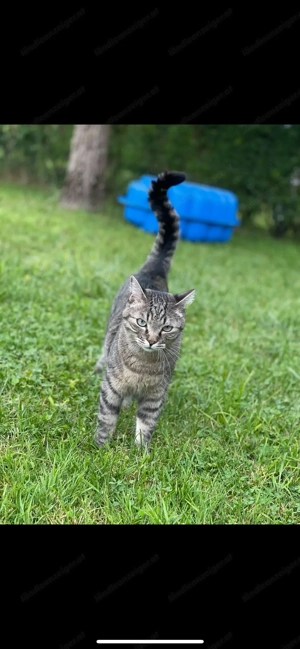 Kater Mickey wird in Dornbirn Vermisst Bild 2