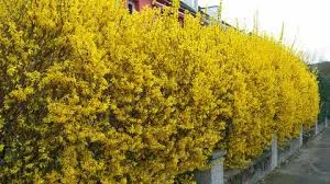  Der Herbst ist da   Zeit, den Garten fit für den Winter zu machen!  Bild 5