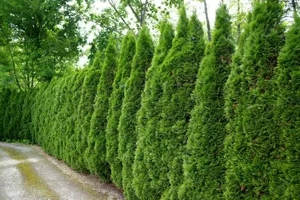  Der Herbst ist da   Zeit, den Garten fit für den Winter zu machen!  Bild 7