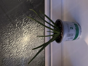 Aloe Vera Pflanze  Bild 2