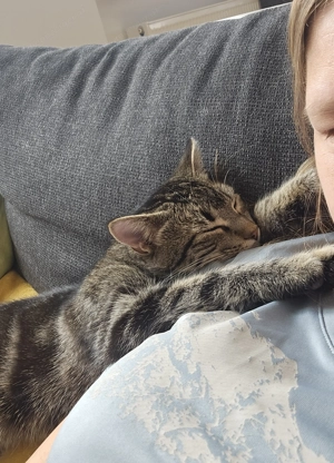 Katzen suchen ein Liebevolles zuhause