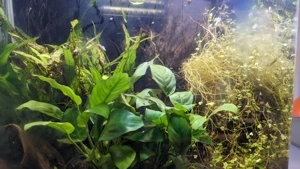 Aquarium nano cube 30 Liter Bild 2