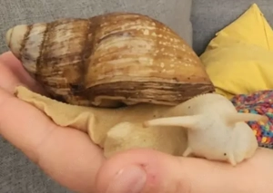 Achatschnecken  Bild 2