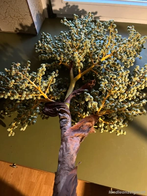 Hanfpalme - Samen Trachycarpus- Wagneriaus Bild 2