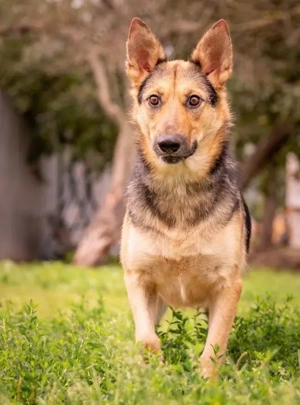 Mischling Vishnja braucht ihre Menschen Bild 4