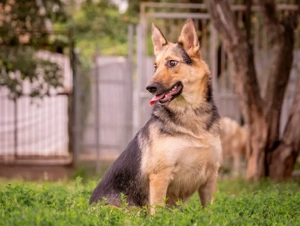 Mischling Vishnja braucht ihre Menschen Bild 3