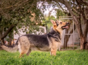Mischling Vishnja braucht ihre Menschen Bild 2