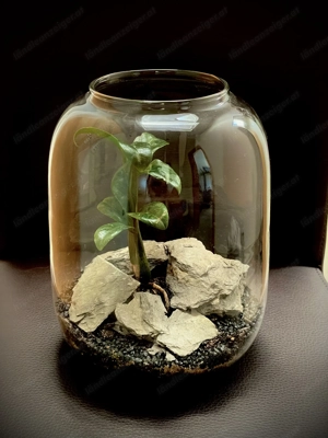 Terrarium Simplicity