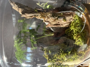 Terrarium Mountains Bild 4