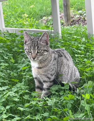 Katze Cookie vermisst!