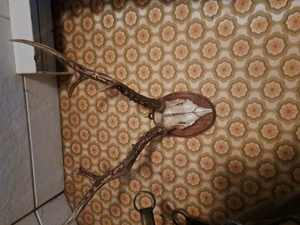 Rehgeweih zur Deko zu verkaufen Bild 2