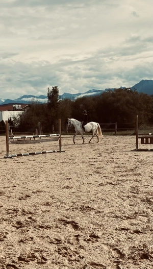 reitbeteiligung gesucht