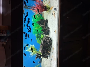 350 Liter Aquarium mit kompletter Ausstattung + Fische -sofort verfügbar