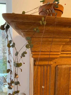 Biedermeier Vitrine Landhaus Bauernschrank Eiche Jugendstil Schrank Barock Stilmöbel Bild 6